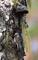 Crested tit {Lophophanes cristatus} building nest in dead Birch tree. Norway