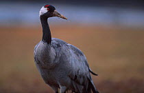 Common crane portrait {Grus grus} Sweden