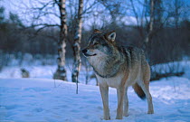 European grey wolf {Canis lupus} Norway