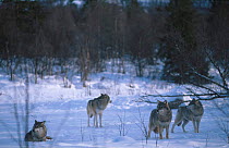 Pack of European grey wolves in snow {Canis lupus} Norway