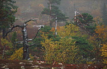Ural Forest scene, Fulufjellet NP, Sweden