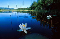 White water lily {Nymhaea alba} on lake, Vatnebrynvannet, Buskerus, Norway