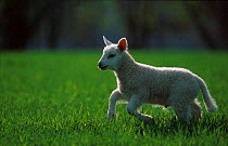 Lamb running in field {Ovis aries} Norway