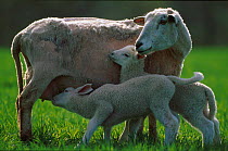 Sheep suckling twin lambs {Ovis aries} Norway