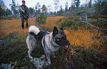 Hunter with 'grey moose dog' (Gra elghund) hunting Moose, Norway