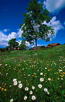 Meadow landscape with flowers, Lungdal , Flesberg, Buskerud, Norway