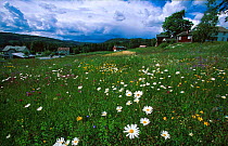 Meadow with flowers, Lungdal , Flesberg, Buskerud, Norway