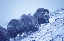 Muskoxen in snow storm {Ovibos moschatus} Dovrefjell, Norway