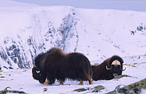 Muskoxen in snow {Ovibos moschatus} Dovrefjell, Norway