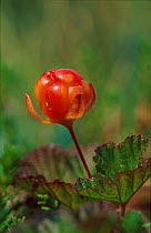 Arctic cloudberry fruit {Rubus chamaemorus} Norway