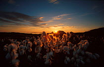Cotton grass flowering {Eriophorum angustifolium} Nordkapp, Norway