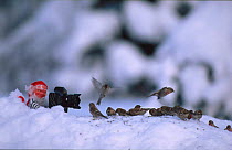 Santa claus gnome photographing flock of Redpolls {Acanthis flammea} Norway