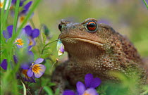 Common European toad portrait with flowers {Bufo bufo} Norway