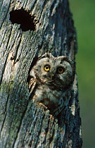 Tengmalm's owl {Aegolius funereus} looking out of hole in tree, Finland