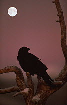Common raven {Corvus corax} silhouette and moon. Norway