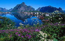 Coastal landscape with fishing village. Reine, Nordland, Norway