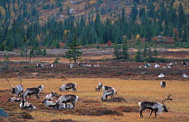 Reindeer herd grazing {Rangifer tarandus} Buskerud, Norway