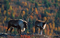 Reindeer bull + calf {Rangifer tarandus} Buskerud, Norway