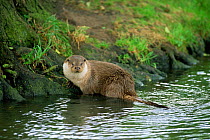 Europen river otter  {Lutra lutra} captive at Otter Trust England UK
