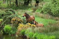 Exmoor pony with foal {Equus caballus} Exmoor National Park, Devon, UK