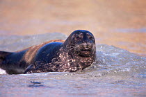 Common / Harbor seal on beach {Phoca vitulina} California USA