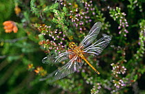 Black sympetrum dragonfly female (Sympetrum danae) Peak District, Derbyshire, UK