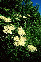 Common elder tree in flower {Sambucus nigra} UK