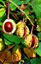 Horse chestnut conkers ready to fall from tree {Aesculus hippocastanum} Gloucestershire, UK