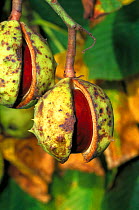 Horse chestnut conkers ready to fall from tree {Aesculus hippocastanum} UK
