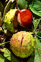 Horse chestnut conkers {Aesculus hippocastanum} England