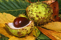 Horse chestnut conker {Aesculus hippocastanum} UK