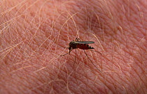 Mosquito sucking blood from person. Norway