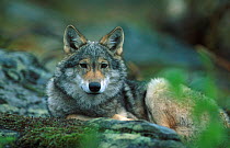 Young European grey wolf resting {Canis lupus} Norway