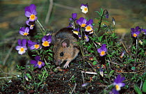 Yellow-necked mouse field mouse {Apodemus flavicollis} Norway