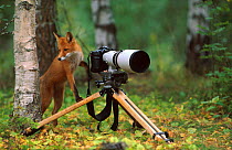 Red fox investigates camera {Vulpes vulpes} Norway