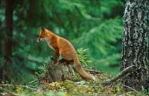 Red fox sitting on tree-stump {Vulpes vulpes} Norway