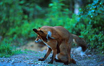 Red foxes play mounting {Vulpes vulpes} Norway