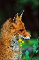 Red fox head portrait {Vulpes vulpes} Norway