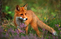 Young Red fox {Vulpes vulpes} Norway