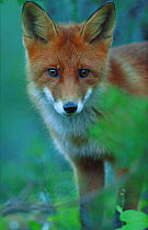 Young Red fox portrait {Vulpes vulpes} Norway