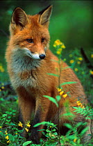 Young Red fox sitting {Vulpes vulpes} Norway