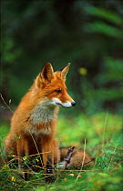 Red fox sitting {Vulpes vulpes} Norway
