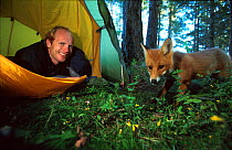 Young Red fox visits photographer in tent in search of food {Vulpes vulpes} Norway