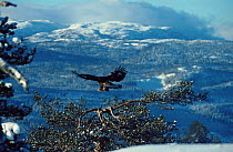 Golden eagle landing on pine tree {Aquila chrysaetos} Numedal, Buskerud, Norway