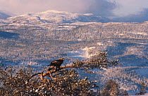 Golden eagle on pine tree {Aquila chrysaetos} Numedal, Buskerud, Norway