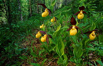 Yellow lady slipper orchids {Cypripedium calceolus} Norway