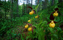 Yellow lady slipper orchids {Cypripedium calceolus} Norway