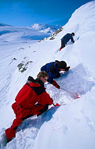 Digging a snow hole to shelter in. Finse, Hardangervidda, Norway