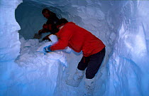 Digging a snow hole to shelter in. Finse, Hardangervidda, Norway