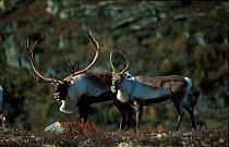 Reindeer bull + calf {Rangifer tarandus} Buskerud, Norefjell, Norway